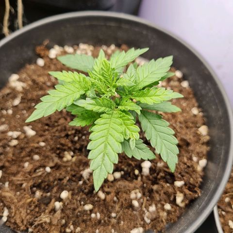 It's Brittney Biscotti Bitch growlog timeline photo