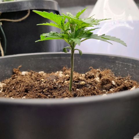 It's Brittney Biscotti Bitch growlog timeline photo