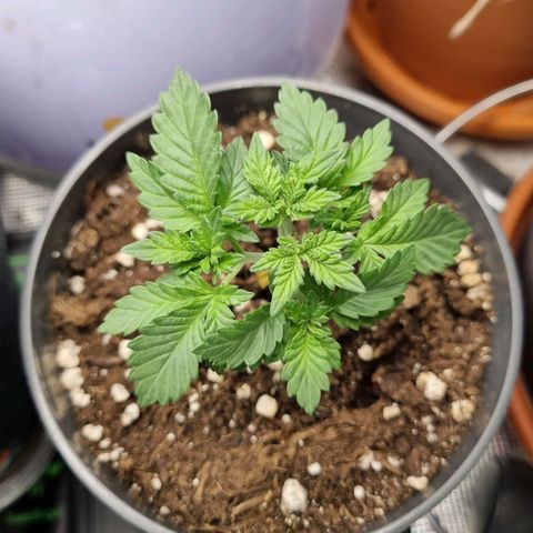 Her name's Bruciepoo growlog timeline photo
