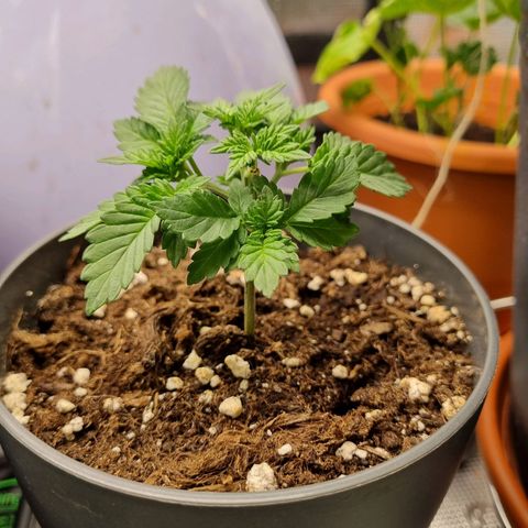 Her name's Bruciepoo growlog timeline photo