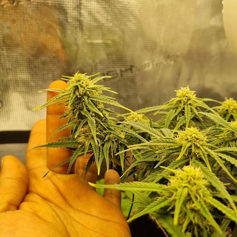 Bettii growlog timeline photo