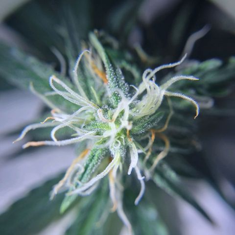 Bettii growlog timeline photo
