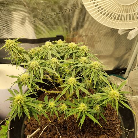 Bettii growlog timeline photo