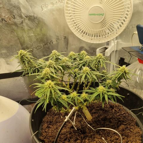 Bettii growlog timeline photo