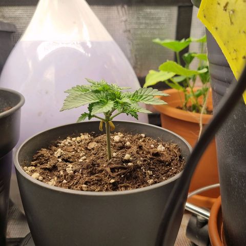 Her name's Bruciepoo growlog timeline photo