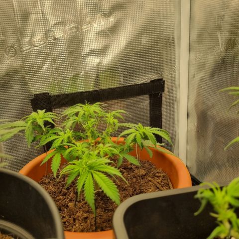 Patricia's Bitch Ass growlog timeline photo
