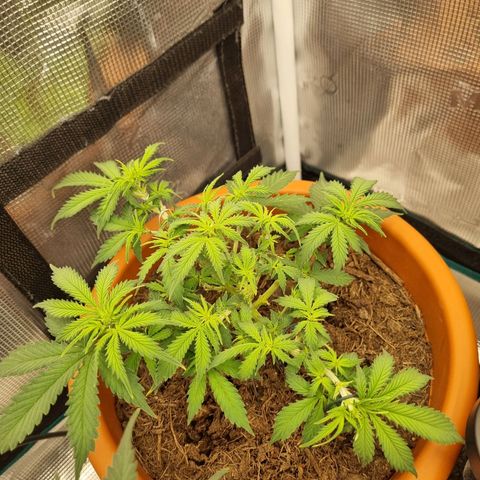 Patricia's Bitch Ass growlog timeline photo