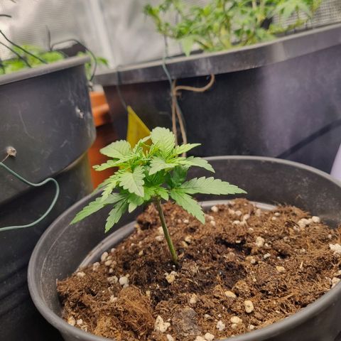 It's Brittney Biscotti Bitch growlog timeline photo