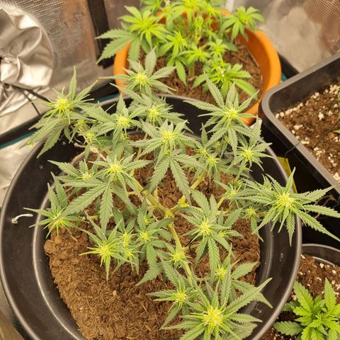 Melissa Bomb growlog timeline photo