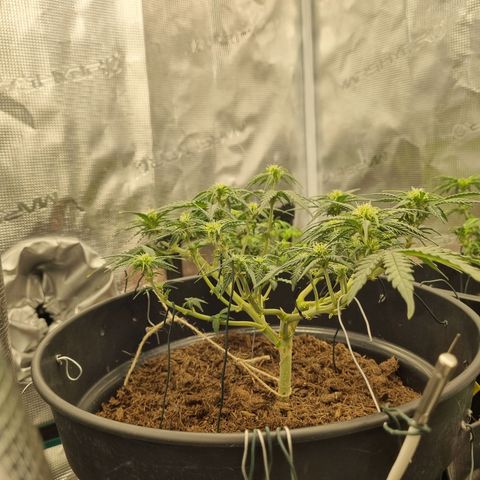 Melissa Bomb growlog timeline photo