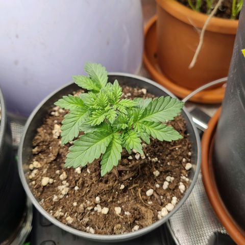 Her name's Bruciepoo growlog timeline photo