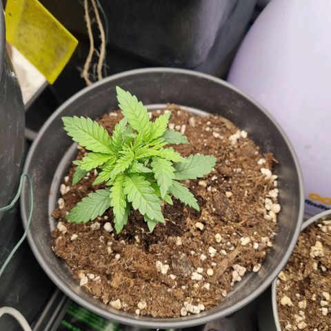 It's Brittney Biscotti Bitch growlog timeline photo