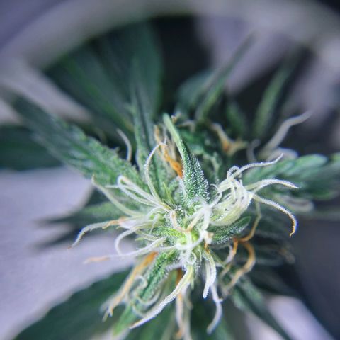 Bettii growlog timeline photo