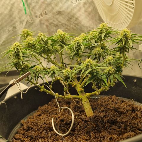 Bettii growlog timeline photo