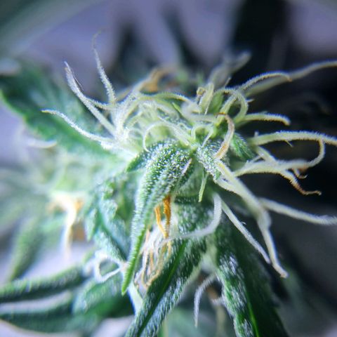 Bettii growlog timeline photo