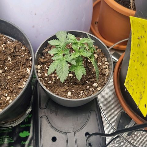Her name's Bruciepoo growlog timeline photo