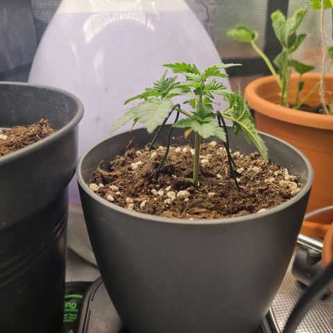 Her name's Bruciepoo growlog timeline photo