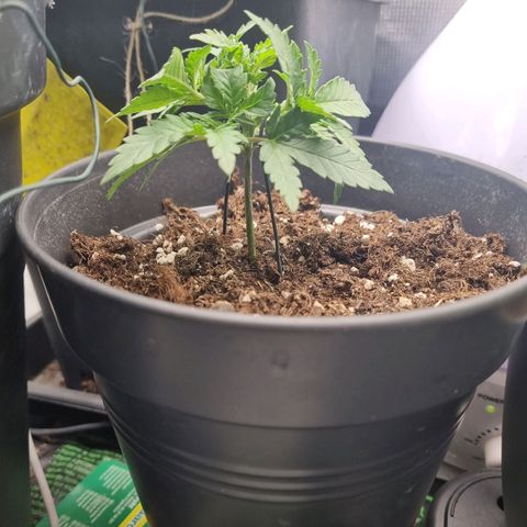 It's Brittney Biscotti Bitch growlog timeline photo