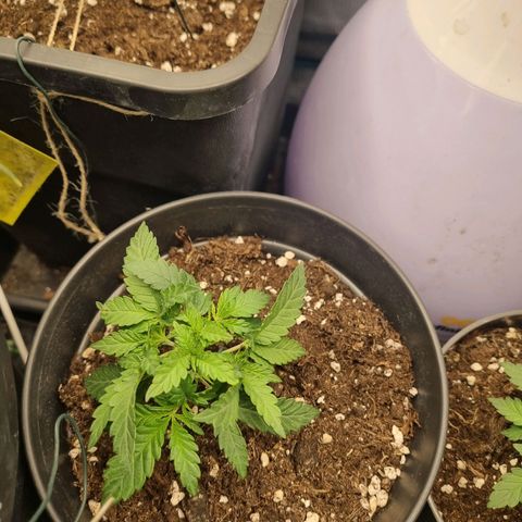 It's Brittney Biscotti Bitch growlog timeline photo