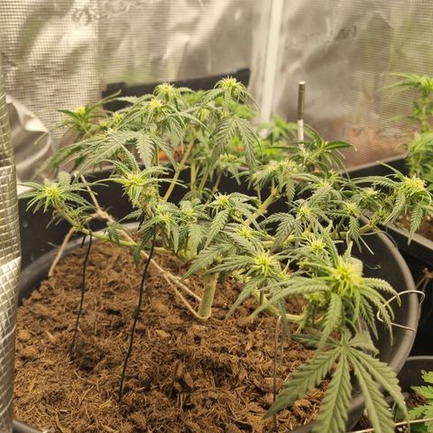 Melissa Bomb growlog timeline photo