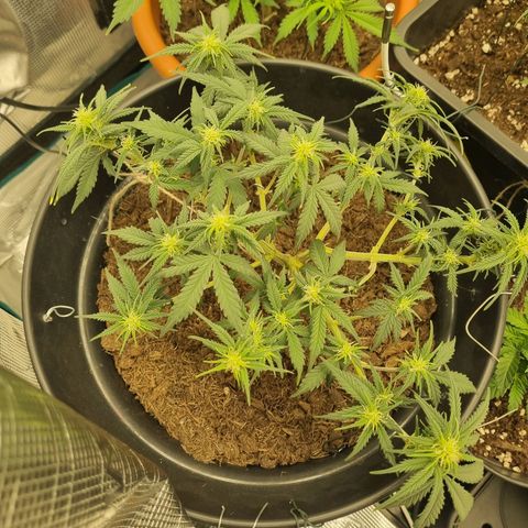 Melissa Bomb growlog timeline photo
