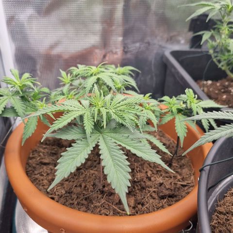 Patricia's Bitch Ass growlog timeline photo