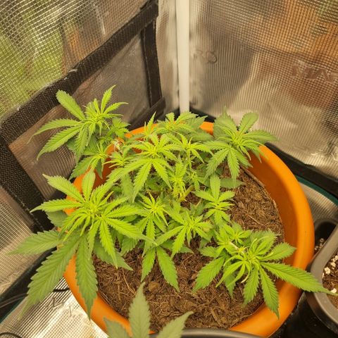 Patricia's Bitch Ass growlog timeline photo
