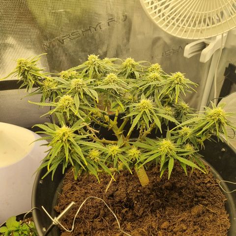 Bettii growlog timeline photo
