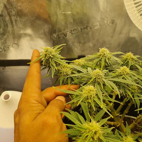 Bettii growlog timeline photo