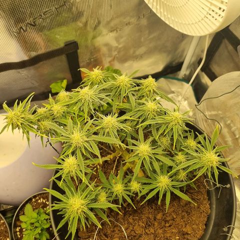 Bettii growlog timeline photo