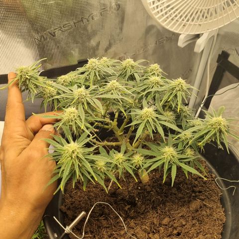 Bettii growlog timeline photo