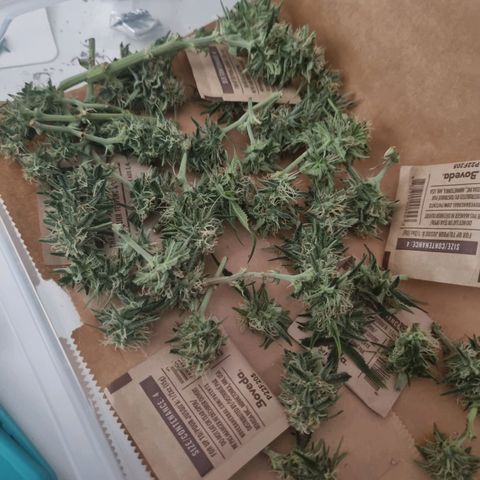 Bettii growlog timeline photo