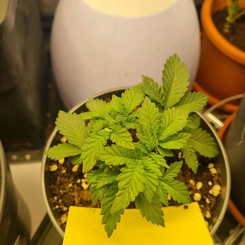 Her name's Bruciepoo growlog timeline photo