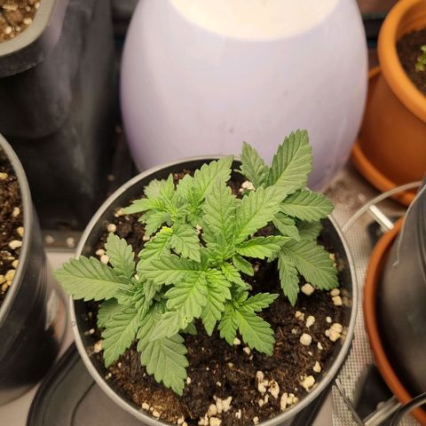 Her name's Bruciepoo growlog timeline photo