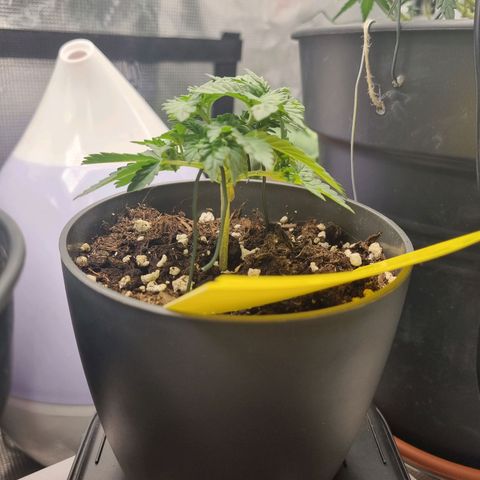 Her name's Bruciepoo growlog timeline photo