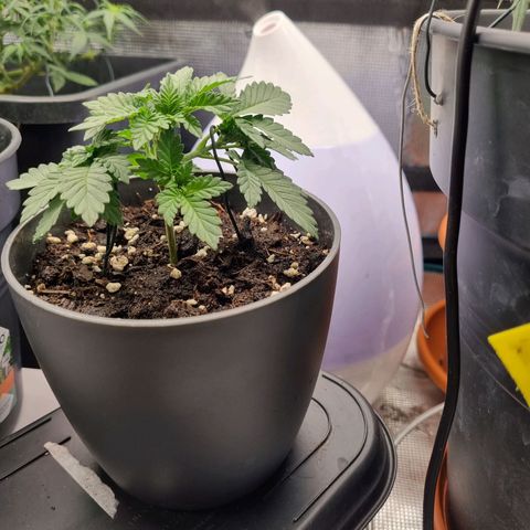 Her name's Bruciepoo growlog timeline photo