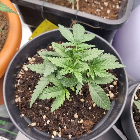 It's Brittney Biscotti Bitch growlog timeline photo