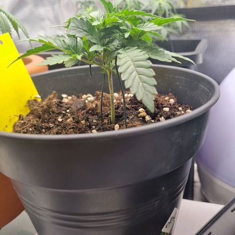 It's Brittney Biscotti Bitch growlog timeline photo