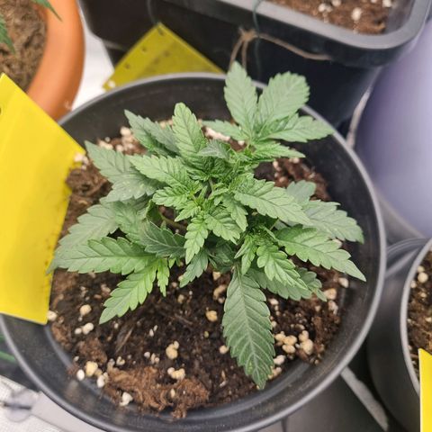 It's Brittney Biscotti Bitch growlog timeline photo