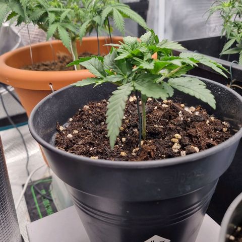 It's Brittney Biscotti Bitch growlog timeline photo
