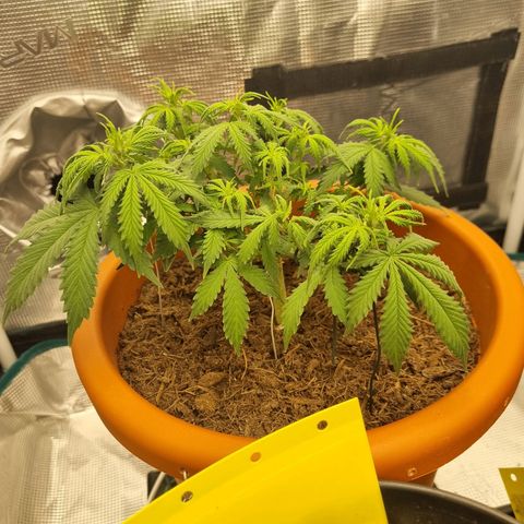 Patricia's Bitch Ass growlog timeline photo