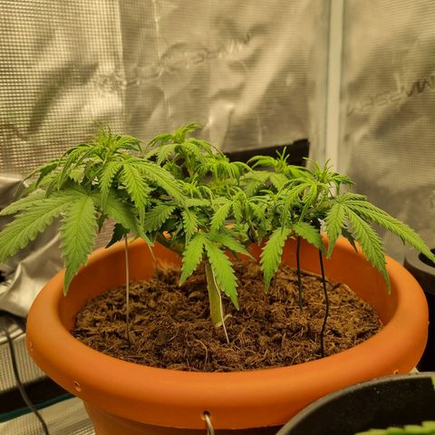 Patricia's Bitch Ass growlog timeline photo