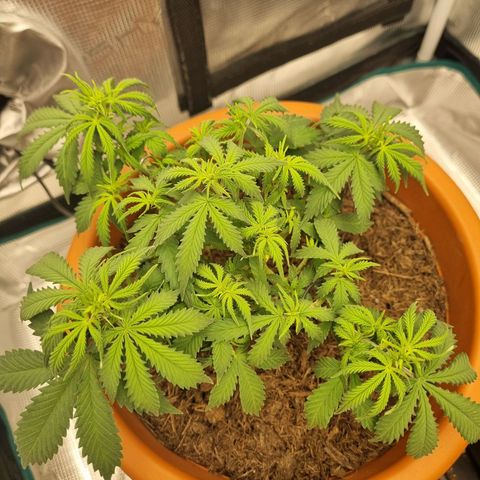 Patricia's Bitch Ass growlog timeline photo