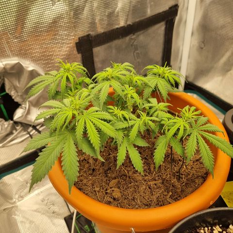 Patricia's Bitch Ass growlog timeline photo