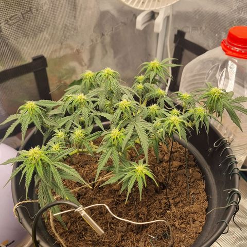 Melissa Bomb growlog timeline photo