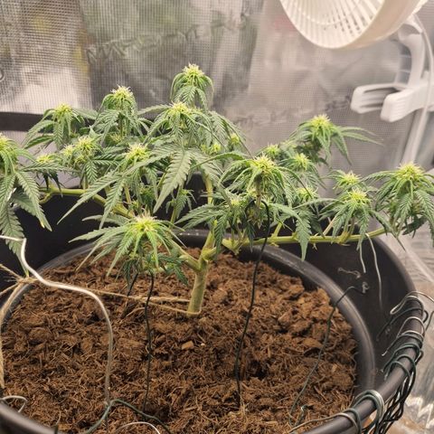 Melissa Bomb growlog timeline photo