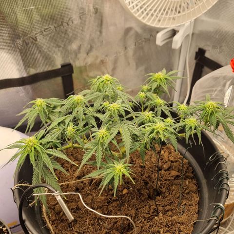 Melissa Bomb growlog timeline photo