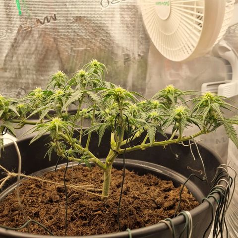 Melissa Bomb growlog timeline photo