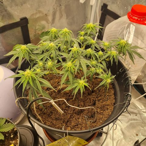 Melissa Bomb growlog timeline photo