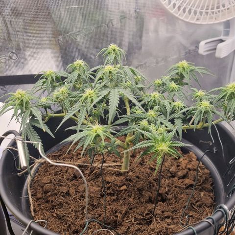 Melissa Bomb growlog timeline photo
